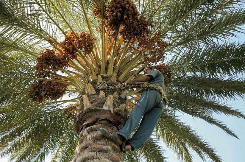 السقوط من أعلى نخلة - أرشيفية