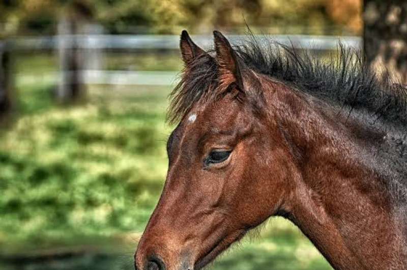 مرض طاعون الخيل الإفريقي