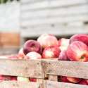 ارتفاع أسعار التفاح